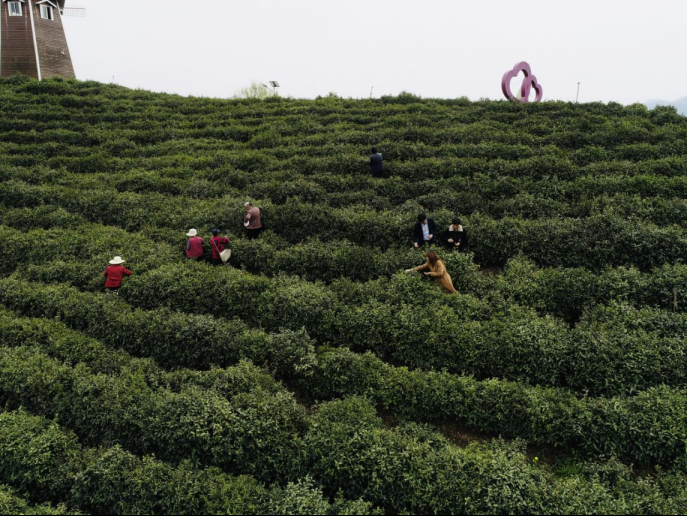 陜西廣電融媒體集團(tuán)農(nóng)林衛(wèi)視助力陜西茶區(qū)“以茶興業(yè)，以茶富民”