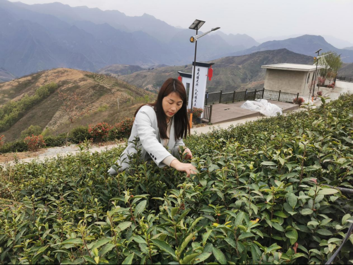 陜西廣電融媒體集團(tuán)農(nóng)林衛(wèi)視助力陜西茶區(qū)“以茶興業(yè)，以茶富民”